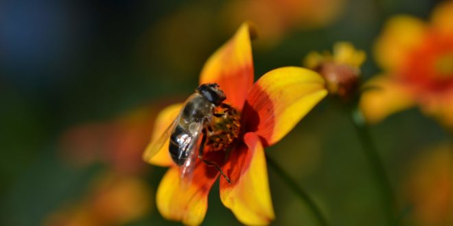 10 Tipps für einen insektenfreundlichen Garten